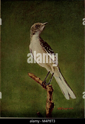 Bob; die Geschichte unserer mocking-bird (1899) (20392956931) Stockfoto