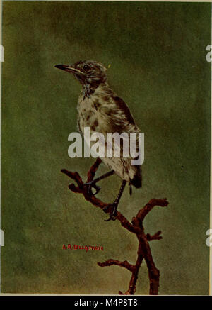 Bob; die Geschichte unserer Mocking Bird (1902) (19765870393) Stockfoto