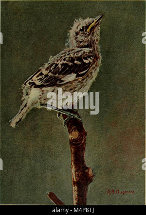 Bob; die Geschichte unserer Mocking Bird (1902) (20392911991) Stockfoto