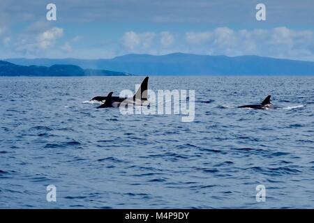 Wilden Orca Familie in der Nähe von Insel Pico Azoren Stockfoto
