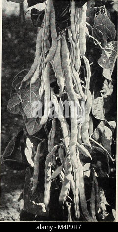 Bolgiano in Capitol City Seeds - 1960 (1960) (20202430200) Stockfoto