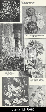 Bolgiano in Capitol City Seeds - 1960 (1960) (20396608431) Stockfoto