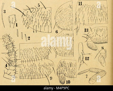 Bollettino del Laboratorio di Europa generale e Agraria della R. Scuola Superiore d'Agricoltura in Portici (1912) (19769016074) Stockfoto