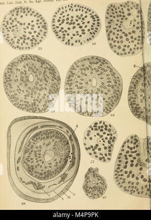 Bollettino del Laboratorio di Europa generale e Agraria della R. Scuola Superiore d'Agricoltura in Portici (1916) (19769156494) Stockfoto