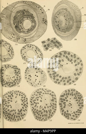 Das 1916 veröffentlichte Bulletin des Laboratoriums für Allgemeine Zoologie und Agrarwissenschaft von Portici behandelt zoologische Studien und Agrarforschung in Italien. Es umfasst Studien zum Tierverhalten und den Einfluss der Landwirtschaft auf die lokale Tierwelt. Stockfoto