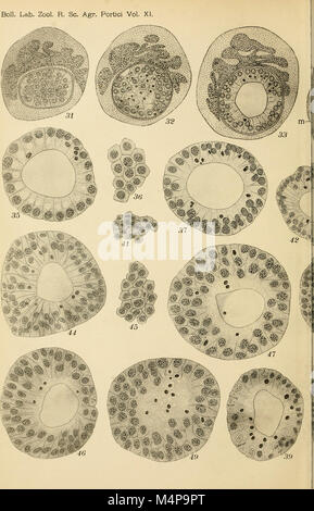 Das „Bollettino del Laboratorio di Zoologia Generale e Agraria“ (1916) umfasst zoologische Forschung mit Schwerpunkt auf der allgemeinen und landwirtschaftlichen Zoologie. Es umfasst Studien zu Tierarten, Ökologie und deren Beziehung zu Landwirtschaft und Landbewirtschaftung. Stockfoto