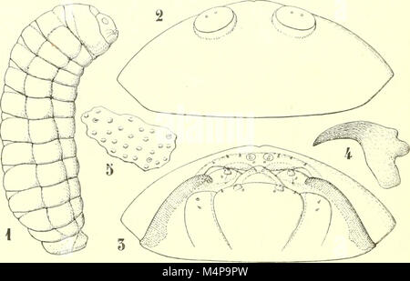 Bollettino del Laboratorio di Europa generale e Agraria della R. Scuola Superiore d'Agricoltura in Portici (1922) (20365432156) Stockfoto