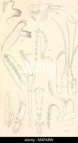 Annalen der South African Museum. Annale van sterben Suid-Afrikaanse Museum (17800027863) Stockfoto