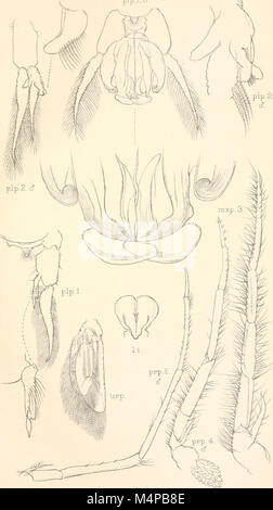 Annalen der South African Museum. Annale van sterben Suid-Afrikaanse Museum (18232856008) Stockfoto