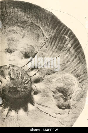 Annalen der South African Museum. Annale van sterben Suid-Afrikaanse Museum (18232874408) Stockfoto