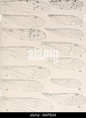 Annalen der South African Museum. Annale van sterben Suid-Afrikaanse Museum (18232881218) Stockfoto