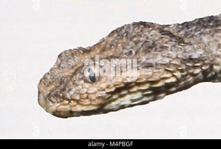 Bonn zoologische Bulletin: Cerastes vipera 2 Stockfoto