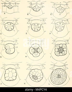 Annalen der South African Museum. Annale van sterben Suid-Afrikaanse Museum (18416953252) Stockfoto