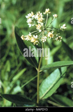 Botanische und Vegetation Umfrage von Carter County, Montana, Büro für Landmanagement - verwaltet Grundstücke (1998) (20802590646) Stockfoto