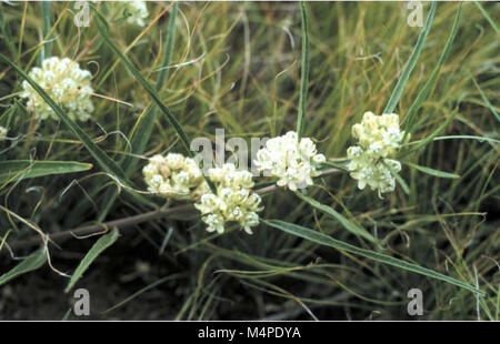 Botanische und Vegetation Umfrage von Carter County, Montana, Büro für Landmanagement - verwaltet Grundstücke (1998) (20819392782) Stockfoto