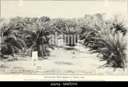 Botanische Zeichen der Blätter der Dattelpalme in der Unterscheidung zwischen kultivierten Sorten verwendet (1915) (20212684380) Stockfoto