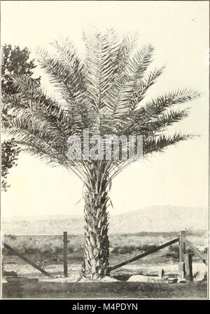 Botanische Zeichen der Blätter der Dattelpalme in der Unterscheidung zwischen kultivierten Sorten verwendet (1915) (20212741508) Stockfoto