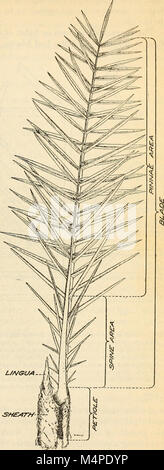 Botanische Zeichen der Blätter der Dattelpalme in der Unterscheidung zwischen kultivierten Sorten verwendet (1915) (20212750718) Stockfoto