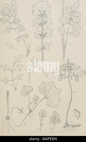Jahrbcher fr Botanische Systematik, Pflanzengeschichte und Pflanzengeographie (1881 (d. h. 12.08.1880) -) (19779550434) Stockfoto