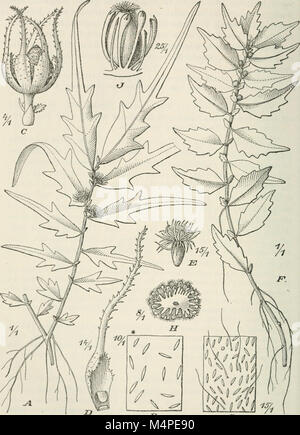 Jahrbcher fr Botanische Systematik, Pflanzengeschichte und Pflanzengeographie (1881 (d. h. 12.08.1880) -) (19779972274) Stockfoto