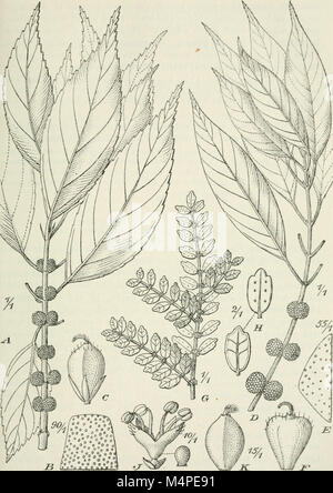 Jahrbcher fr Botanische Systematik, Pflanzengeschichte und Pflanzengeographie (1881 (d. h. 12.08.1880) -) (19779977814) Stockfoto