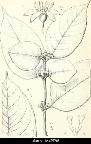 Jahrbcher fr Botanische Systematik, Pflanzengeschichte und Pflanzengeographie (1881 (d. h. 12.08.1880) -) (19781547143) Stockfoto