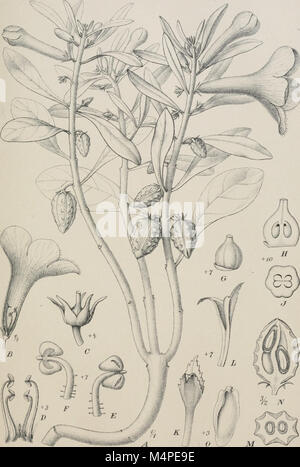 Jahrbcher fr Botanische Systematik, Pflanzengeschichte und Pflanzengeographie (1881 (d. h. 12.08.1880) -) (20214095940) Stockfoto