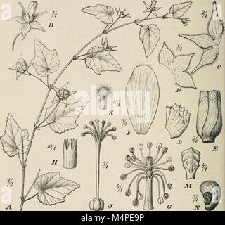 Jahrbcher fr Botanische Systematik, Pflanzengeschichte und Pflanzengeographie (1881 (d. h. 12.08.1880) -) (20214475660) Stockfoto