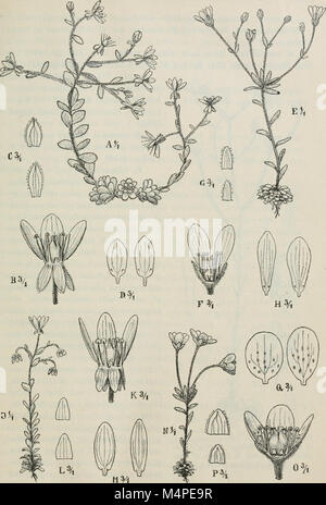 Jahrbcher fr Botanische Systematik, Pflanzengeschichte und Pflanzengeographie (1881 (d. h. 12.08.1880) -) (20214528148) Stockfoto