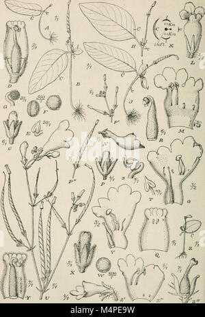 Jahrbcher fr Botanische Systematik, Pflanzengeschichte und Pflanzengeographie (1881 (d. h. 12.08.1880) -) (20214545228) Stockfoto
