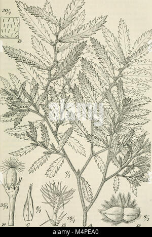 Jahrbcher fr Botanische Systematik, Pflanzengeschichte und Pflanzengeographie (1881 (d. h. 12.08.1880) -) (20214565870) Stockfoto