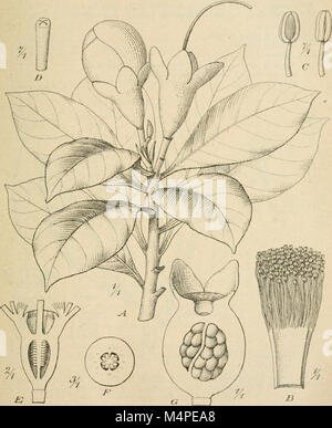 Jahrbcher fr Botanische Systematik, Pflanzengeschichte und Pflanzengeographie (1881 (d. h. 12.08.1880) -) (20215938499) Stockfoto