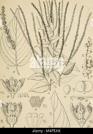 Jahrbcher fr Botanische Systematik, Pflanzengeschichte und Pflanzengeographie (1881 (d. h. 12.08.1880) -) (20376318806) Stockfoto