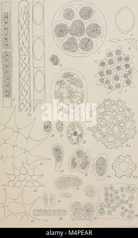 Jahrbcher fr Botanische Systematik, Pflanzengeschichte und Pflanzengeographie (1881 (d. h. 12.08.1880) -) (20393544482) Stockfoto