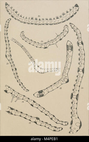 Jahrbcher fr Botanische Systematik, Pflanzengeschichte und Pflanzengeographie (1881 (d. h. 12.08.1880) -) (20394009482) Stockfoto