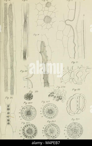 Jahrbcher fr Botanische Systematik, Pflanzengeschichte und Pflanzengeographie (1881 (d. h. 12.08.1880) -) (20402110625) Stockfoto