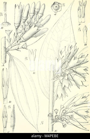 Jahrbcher fr Botanische Systematik, Pflanzengeschichte und Pflanzengeographie (1881 (d. h. 12.08.1880) -) (20408690491) Stockfoto