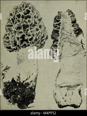 Botanik für High School (1910) (19783500594) Stockfoto