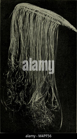 Botanik for High Schools, veröffentlicht 1910, dient als pädagogisches Hilfsmittel für die Vermittlung von Botanik auf High School-Niveau. Das Buch befasst sich mit Pflanzenstruktur, Wachstum, Reproduktion und Klassifizierung und vermittelt Grundkenntnisse in der Pflanzenbiologie für Studenten. Stockfoto