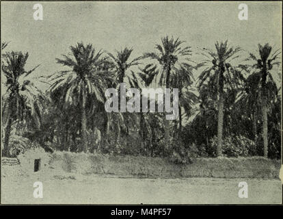 Botanik für High School (1910) (20218380210) Stockfoto
