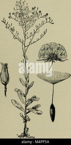 Ein Lehrbuch aus dem Jahr 1910, das sich an High School-Schüler richtet und eine Einführung in die Botanik bietet. Es behandelt die Pflanzenbiologie, Klassifizierung, Struktur und die Rolle von Pflanzen in Ökosystemen und dient als Grundsatztext für Studenten, die sich mit Pflanzenwissenschaften befassen. Stockfoto