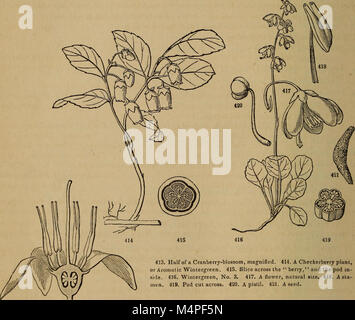 Botanik für junge Menschen und gemeinsame Schulen (1868) (20397381272)