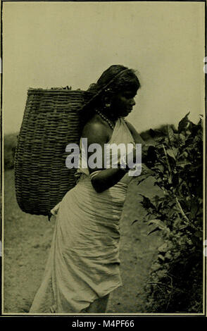 Botanik der Zu-Tag, einem beliebten jüngsten bemerkenswerte Entdeckungen (1909) (20217864960) Stockfoto