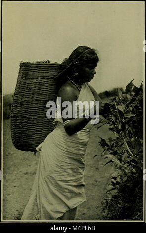 Botanik der Zu-Tag, einem beliebten jüngsten bemerkenswerte Entdeckungen (1911) (19783344044) Stockfoto