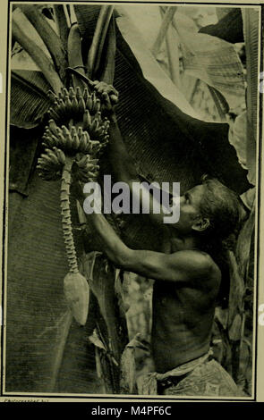 Botanik der Zu-Tag, einem beliebten jüngsten bemerkenswerte Entdeckungen (1911) (20412133401) Stockfoto