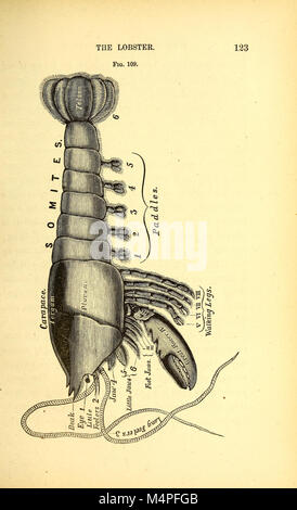 Jungen und Mädchen in der Biologie - oder einfache Untersuchungen der niedrigeren Formen des Lebens (1875) (19784831054) Stockfoto