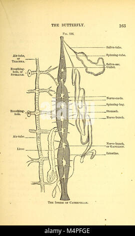 Jungen und Mädchen in der Biologie - oder einfache Untersuchungen der niedrigeren Formen des Lebens (1875) (20407503345) Stockfoto