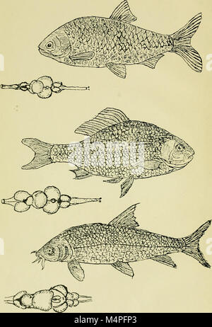 Gehirn und Körper der Fische; eine Studie von Gehirn Muster in Bezug auf die Jagd und das Füttern der Fische (1940) (20398775562) Stockfoto