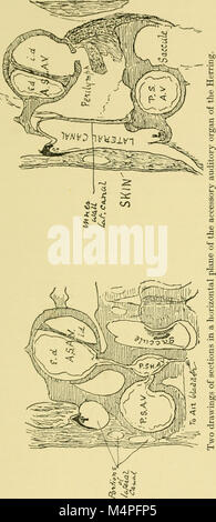 Gehirn und Körper der Fische; eine Studie von Gehirn Muster in Bezug auf die Jagd und das Füttern der Fische (1940) (20407418655) Stockfoto