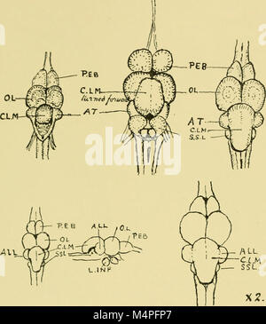 Gehirn und Körper der Fische; eine Studie von Gehirn Muster in Bezug auf die Jagd und das Füttern der Fische (1940) (20413651461) Stockfoto